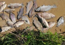 У водоймі-охолоджувачі Хмельницької АЕС загинуло майже 1500 рибин: спеціалісти відібрали проби води