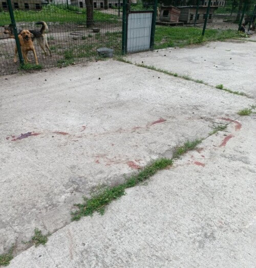 У громаді на Шепетівщині невідомі випустили з вольєрів понад 100 собак-безхатьків