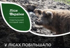 У лісах Хмельниччини почали частіше виявляти браконьєрів
