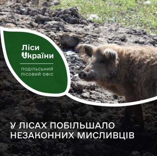 У лісах Хмельниччини почали частіше виявляти браконьєрів