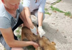 На Хмельниччині вакцинували майже чотири тисячі домашніх тварин