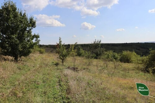 На Хмельниччині сотні гектарів захаращених земель: яка їх доля