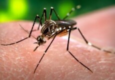 У Хмельницькому зафіксували випадки гарячки Західного Нілу, яку переносять комарі