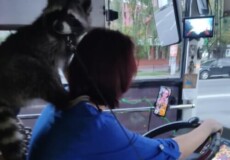 У Хмельницькому пухнастий пасажир рвався керувати тролейбусом