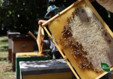 На лісових пасіках зібрали понад 4200 кг солодкого і поживного продукту: філія Хмельниччини є у списку лідерів