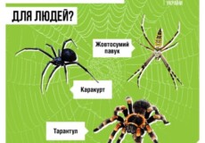 Які павуки можуть бути небезпечними та що очікувати після укусу