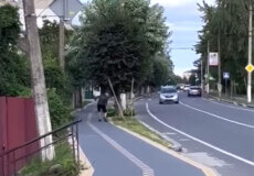 Молодик, що зламав клени у Шепетівці, не зміг пояснити свого вчинку