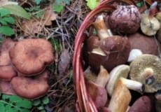 На Хмельниччині жінка отруїлася сивульками
