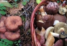 Мешканка Хмельниччини потрапила до реанімації після вживання грибів
