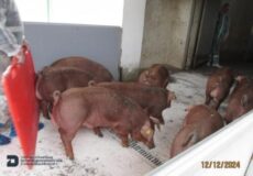 Фахівці Держпродспоживслужби з Хмельниччини перевіряли кнурів, які надійшли з Данії