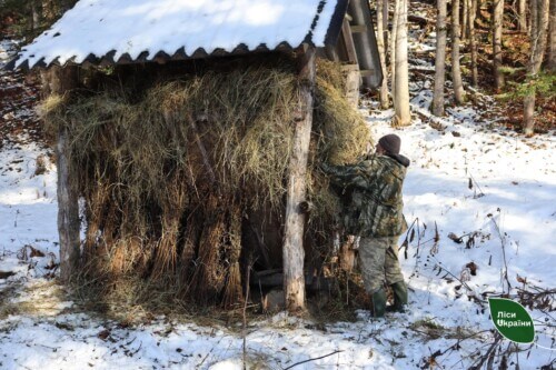 У лісництвах на Хмельниччині розпочали підгодівлю диких тварин