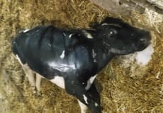 На Шепетівщині через сказ у корови змушені були вакцинувати 10 людей