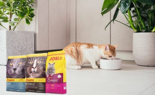 Чому стерилізовані коти набирають вагу, і як корм Josera вирішує цю проблему