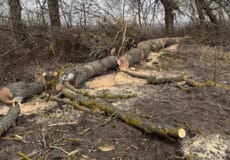 Чоловік, не маючи лісового квитка, зрізав дерева на Хмельниччині