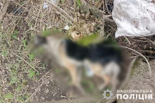 Вбивство собаки: у сусідній із Хмельниччиною області з’ясовують обставини