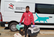 У Шепетівці реалізовано проєкт за участі організації Four Paws: що вдалося зробити