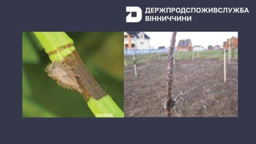 Вірусний небезпечний шкідник атакує сади та декоративні рослини в сусідній із Хмельниччиною області