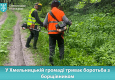 У громаді на Хмельниччині борються з отруйною рослиною