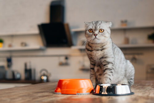 Сухий корм для стерилізованих котів Royal Canin: Ідеальний вибір для вашого улюбленця після стерилізації