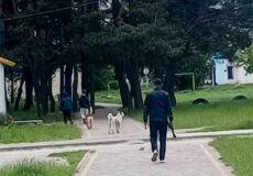У Славуті для вилову безпритульних тварин використовують ветеринарну рушницю