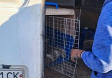 У Славуті відловлюють безпритульних тварин