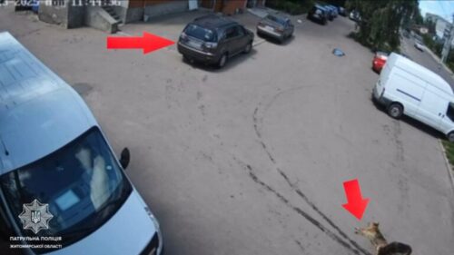 Відео наїзду на собаку сколихнуло мережу: у сусідній із Хмельниччиною області розслідують жорстоке поводження з твариною