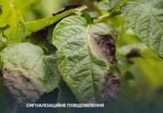 На Хмельниччині фітофтороз атакує картоплю: як врятувати врожай