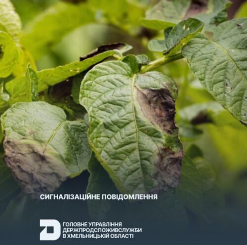 На Хмельниччині фітофтороз атакує картоплю: як врятувати врожай