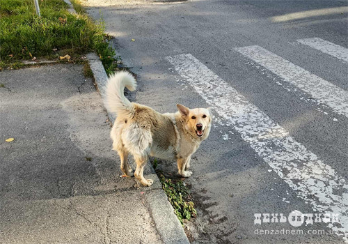 У Шепетівці кульгавий пес з’являється там, де місто схиляє голови перед Героями