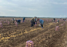 У сусідній із Хмельниччиною області аграрій показав врожай картоплі