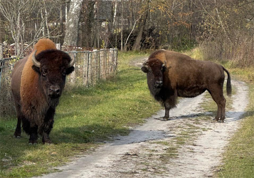 У село на Житомирщині завітали червонокнижні велетні
