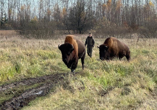 У село на Житомирщині завітали червонокнижні велетні
