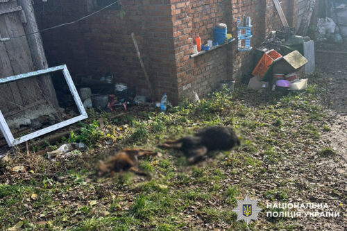 У Хмельницькому з реабілітаційного центру втекли два леви, одного досі шукають (Оновлено)
