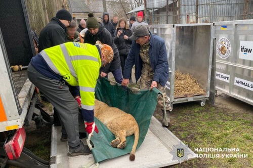 У Хмельницькому вилучили левиць, яких тримали в неналежних умовах