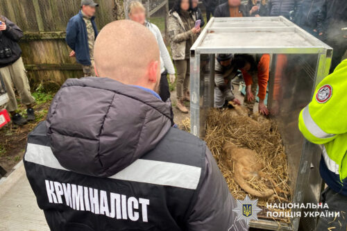 У Хмельницькому вилучили левиць, яких тримали в неналежних умовах
