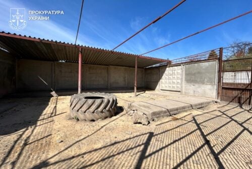 Трагедія за ґратами вольєрів: втеча левиць обернулася смертю тварин і підозрою власнику притулку
