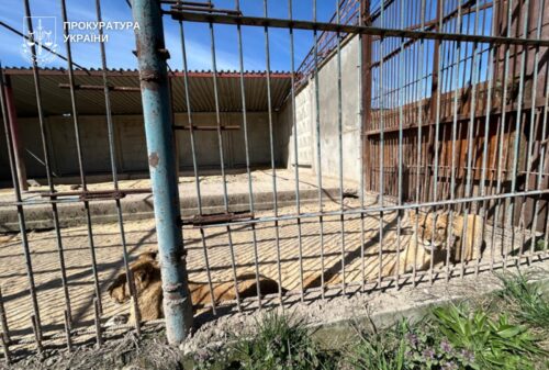 Трагедія за ґратами вольєрів: втеча левиць обернулася смертю тварин і підозрою власнику притулку