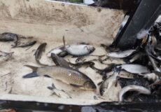 На Хмельниччині триває масштабне зариблення