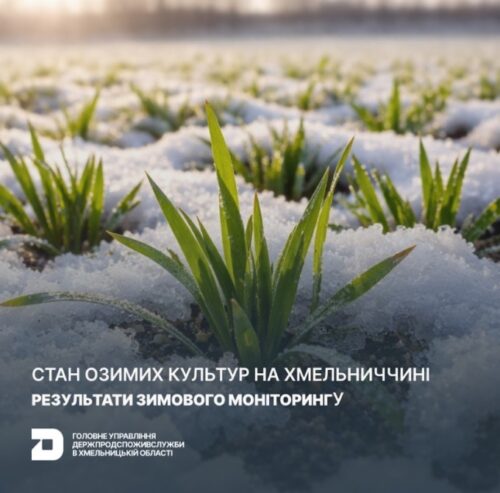 Який стан озимих культур на Хмельниччині