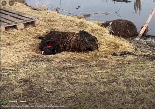 Кривавий напад у сусідній із Хмельниччиною області: на Оствиці зграя собак вбила овець і нищить усе живе (відео)