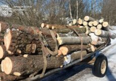 Захисник лісонасаджень «Укрзалізниці» вирубав дерева на території природно-заповідного фонду: інцидент на Шепетівщині