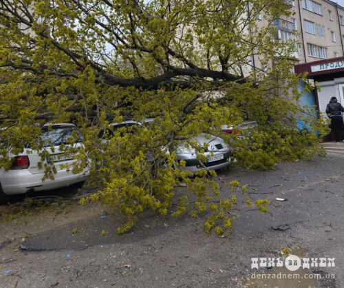 У Шепетівці шквальний вітер повалив дерево: пошкоджено автомобілі