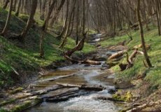 На Хмельниччині встановлять межі «Панівецької дачі»