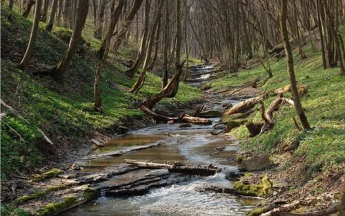 На Хмельниччині встановлять межі «Панівецької дачі»