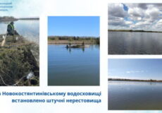 Рибі дали шанс: на Хмельниччині встановили 50 штучних нерестовищ