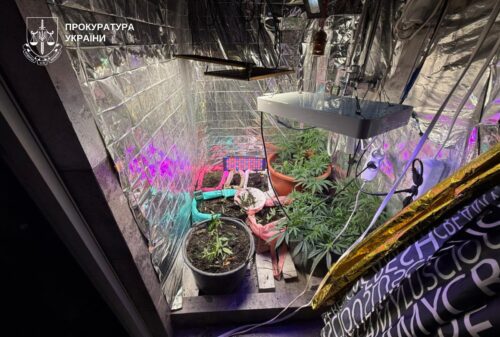 Indoor grow box with cannabis plants in pots, reflective foil walls, and overhead grow lights; Ukrainian Prosecutor's Office watermark in the top-left corner.