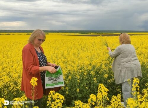 На Шепетівщині перевіряють масову загибель бджіл: фахівці відібрали зразки для досліджень