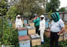 На Шепетівщині перевіряють масову загибель бджіл: фахівці відібрали зразки для досліджень
