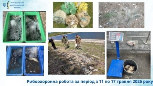 Колаж з роботою з охорони риби: риба в лотках із льодом, зразки, інспектори на узбережжі та зважування риби на цифрових вагах (період 11–17 травня 2026 року).