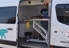 White Four Paws rescue van with teal dog silhouette on the side; an attendant stands at a raised platform inside the open rear, tending to dogs during transport; the van displays the Four Paws logo and website www.fourpaws.org.